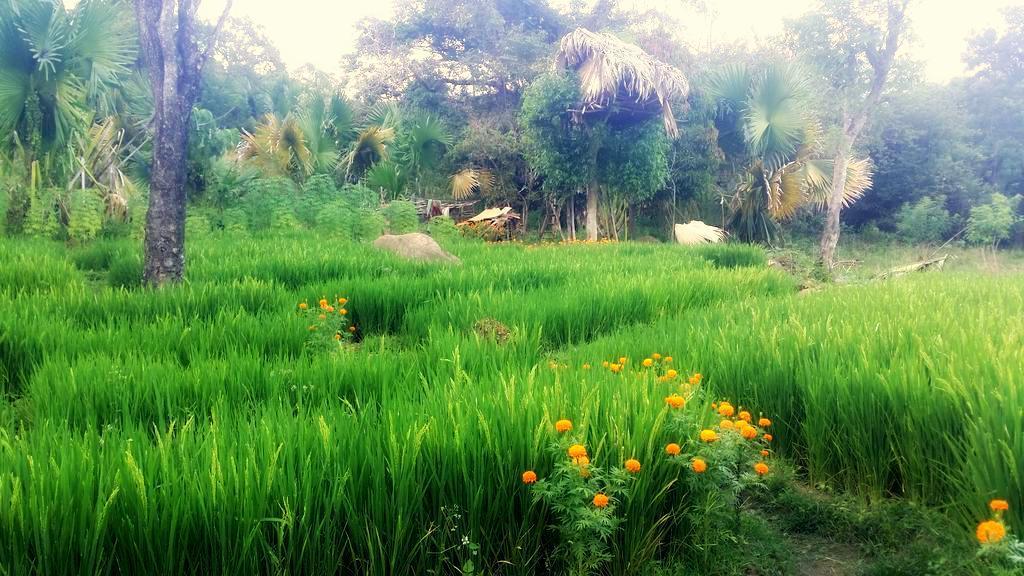 Pepper Hills Cottages إيلا المظهر الخارجي الصورة
