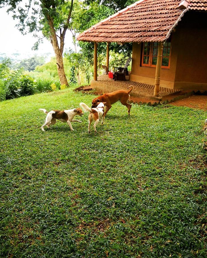 Pepper Hills Cottages إيلا المظهر الخارجي الصورة
